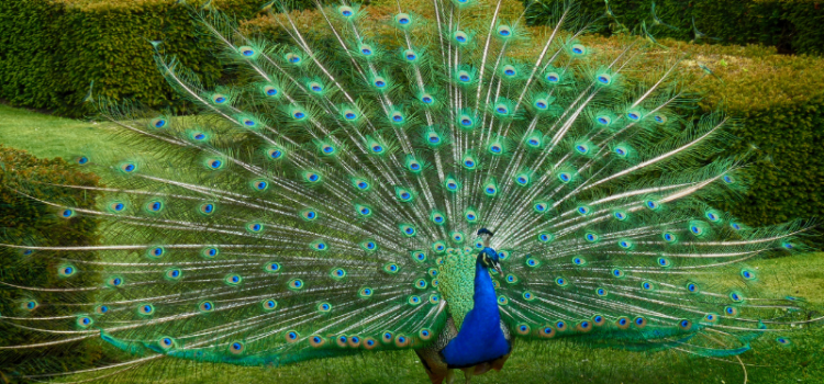 Make a great impression - picture of a peacock